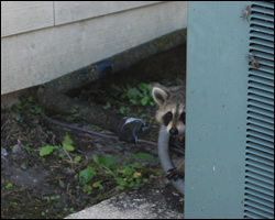 Raccoon removal and control Great Falls VA