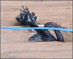 Snake control in Great Falls VA