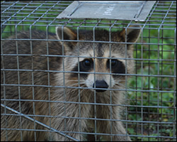 Great Falls wildlife trapping