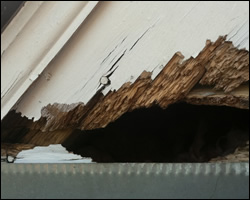 Squirrel damage in Great Falls VA